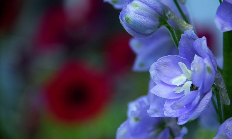 Обои цветы, макро, лепестки, синие, дельфиниум, бутончик, flowers, macro, petals, blue, delphinium, rosebud разрешение 1920x1285 Загрузить