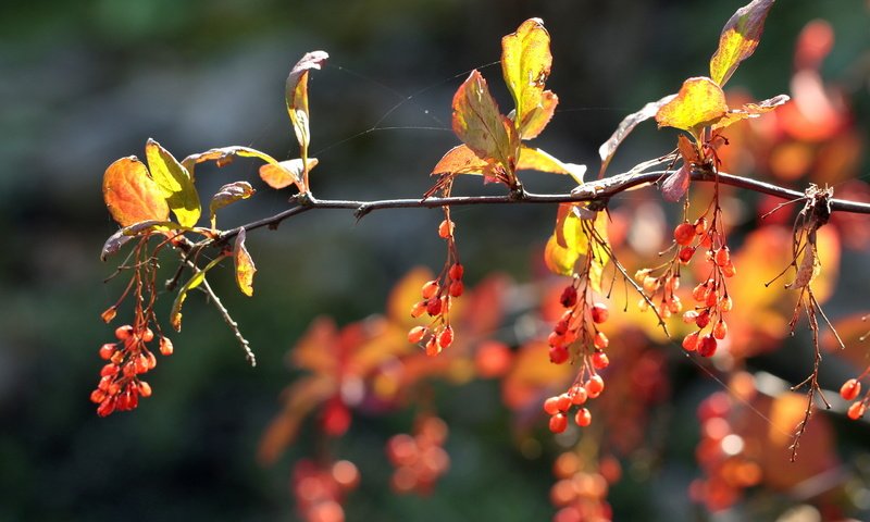 Обои ветка, природа, листья, осень, ягоды, плоды, branch, nature, leaves, autumn, berries, fruit разрешение 2560x1600 Загрузить