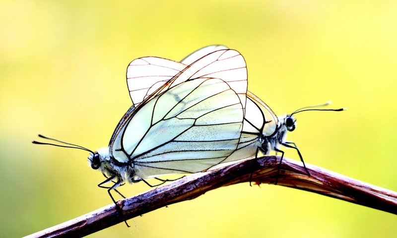 Обои ветка, фон, бабочки, две, branch, background, butterfly, two разрешение 1920x1200 Загрузить