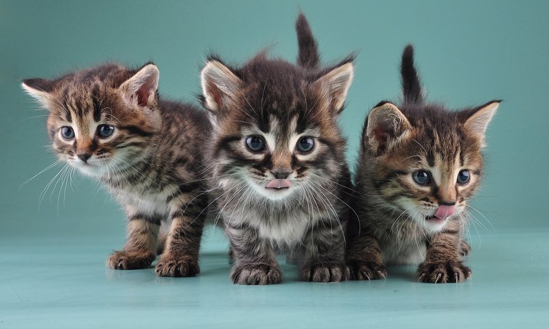 Обои кошки, котята, маленькие, милые, little kittens, cats, kittens, small, cute разрешение 1920x1200 Загрузить