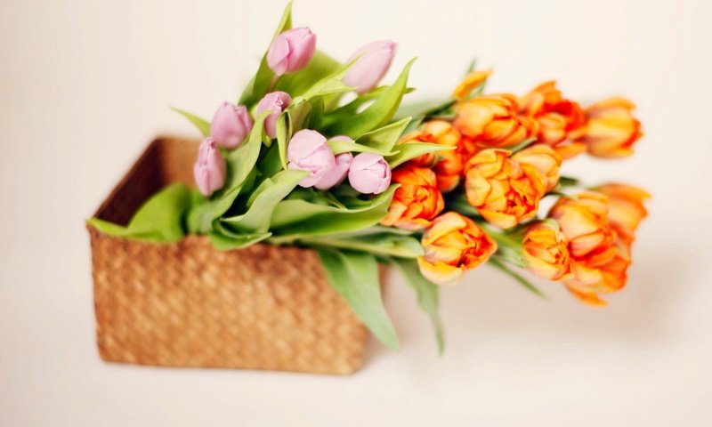 Обои цветы, букет, корзина, тюльпаны, тульпаны,  цветы, flowers, bouquet, basket, tulips разрешение 1920x1442 Загрузить