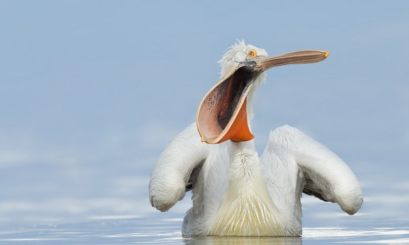 Обои вода, природа, птица, клюв, пеликан, water, nature, bird, beak, pelican разрешение 1920x1200 Загрузить