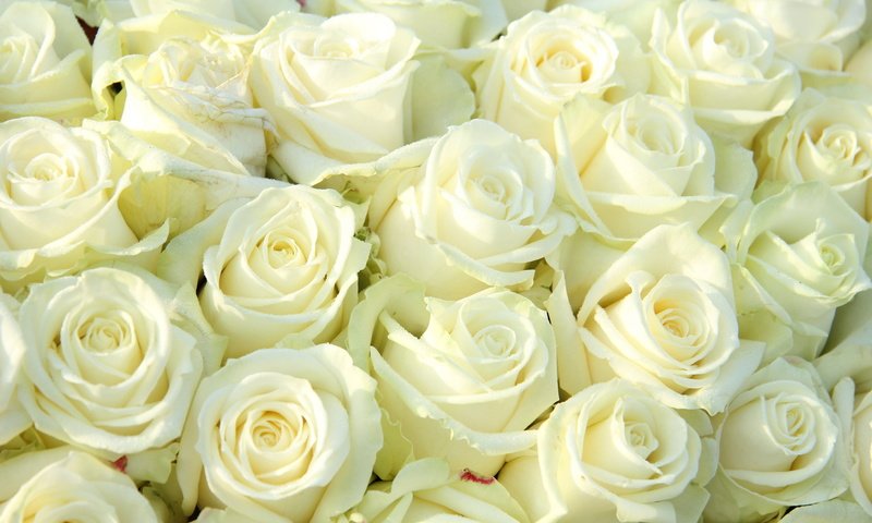 Обои цветы, розы, белые, flowers, roses, white разрешение 7000x4667 Загрузить