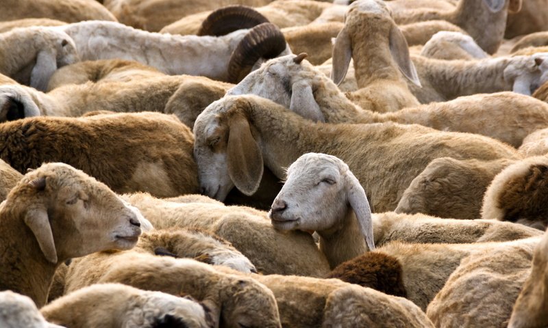 Обои природа, овцы, стадо, овца, nature, sheep, the herd разрешение 2560x1600 Загрузить