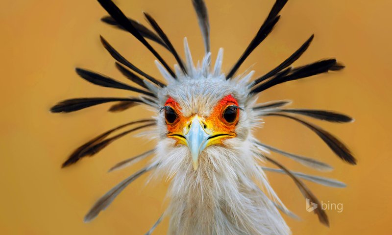 Обои глаза, птица, клюв, перья, птица-секретарь, eyes, bird, beak, feathers, secretary bird разрешение 1920x1200 Загрузить
