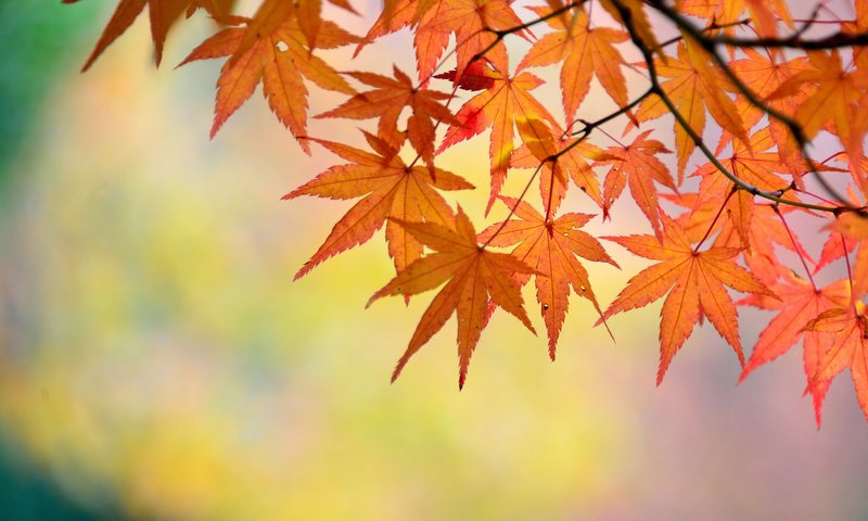 Обои ветка, природа, листья, макро, осень, клен, branch, nature, leaves, macro, autumn, maple разрешение 2048x1463 Загрузить