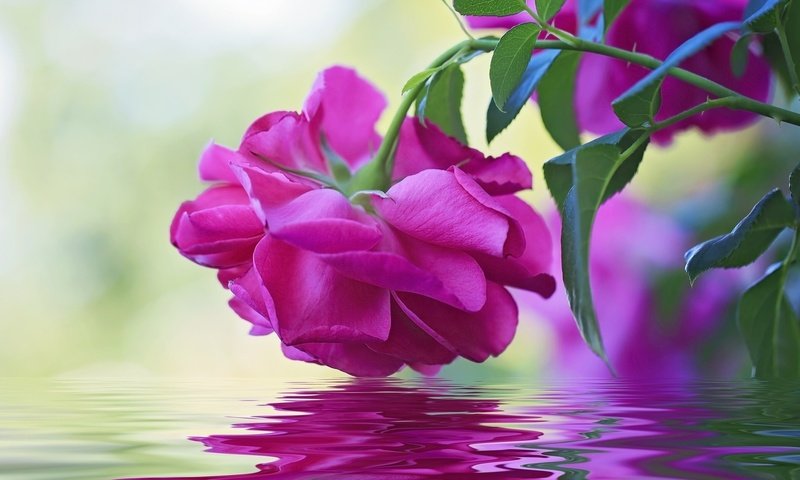 Обои вода, макро, отражение, цветок, роза, бутон, water, macro, reflection, flower, rose, bud разрешение 1920x1080 Загрузить