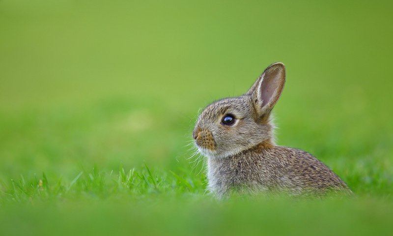 Обои трава, кролик, заяц, grass, rabbit, hare разрешение 1920x1200 Загрузить