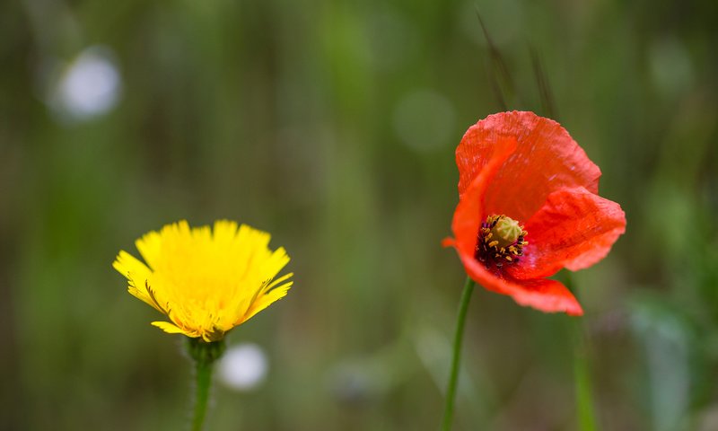 Обои цветы, поле, лепестки, луг, мак, одуванчик, flowers, field, petals, meadow, mac, dandelion разрешение 2048x1272 Загрузить