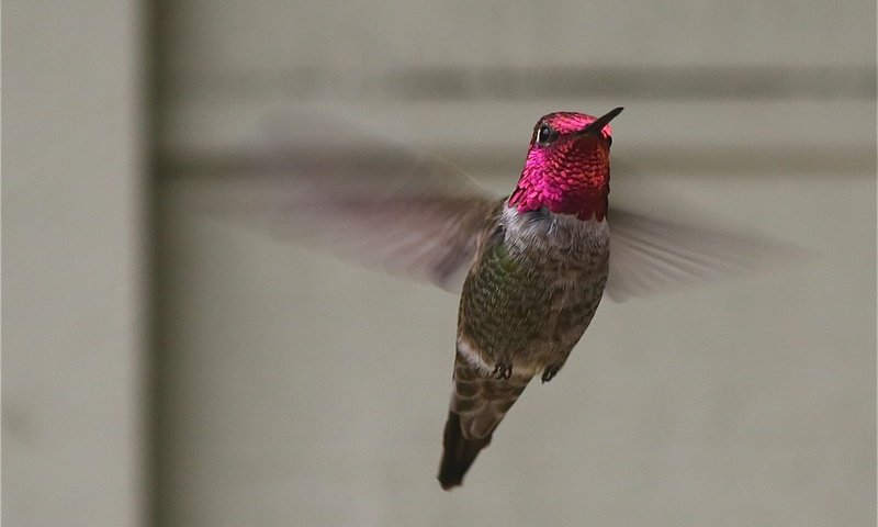 Обои полет, крылья, птица, колибри, flight, wings, bird, hummingbird разрешение 1988x1478 Загрузить