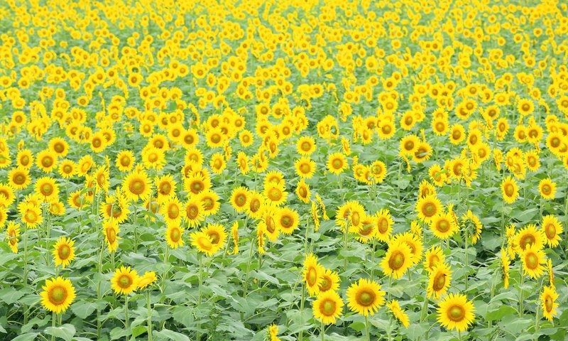 Обои цветы, поле, подсолнухи, flowers, field, sunflowers разрешение 2048x1365 Загрузить