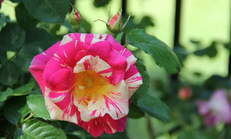 Обои цветение, роза, бутон, желто-розовая, flowering, rose, bud, yellow-pink разрешение 2048x1365 Загрузить
