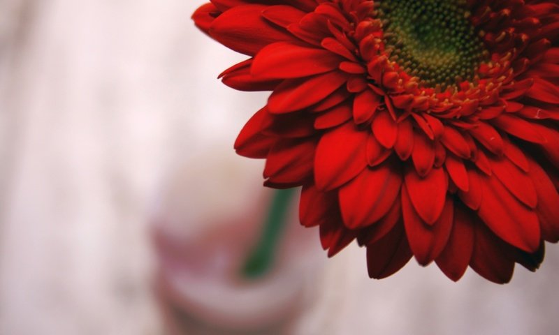 Обои цветок, лепестки, красные, гербера, flower, petals, red, gerbera разрешение 3888x2592 Загрузить