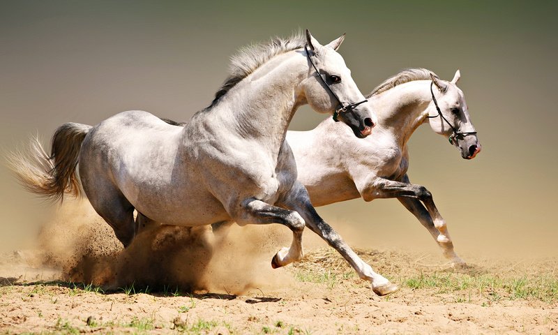 Обои пара, лошади, кони, пыль, грива, бег, копыта, красавцы, pair, horse, horses, dust, mane, running, hooves, handsome разрешение 1920x1080 Загрузить