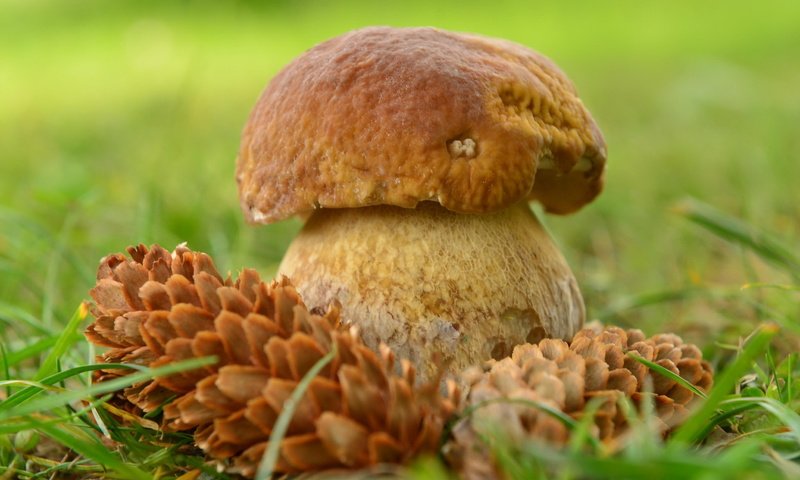 Обои трава, природа, гриб, grass, nature, mushroom разрешение 2048x1365 Загрузить