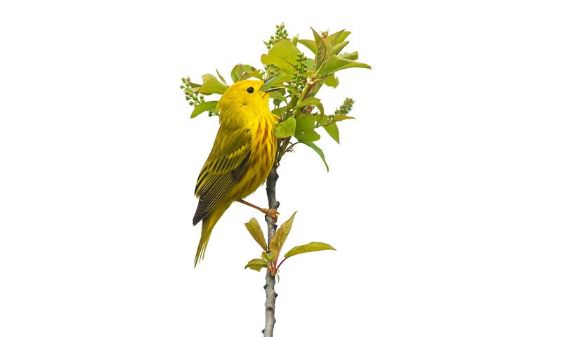 Обои листья, птица, растение, жёлтая, камышевка, leaves, bird, plant, yellow, warbler разрешение 2048x1194 Загрузить