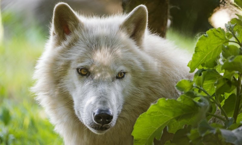 Обои морда, взгляд, белый, волк, ©tambako the jaguar, арктический волк, face, look, white, wolf, arctic wolf разрешение 2880x1917 Загрузить