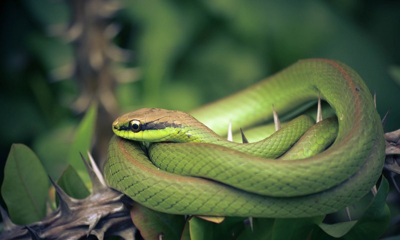 Обои природа, фон, змея, nature, background, snake разрешение 2048x1365 Загрузить