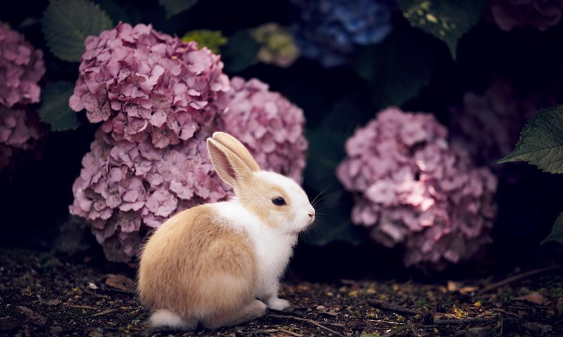 Обои цветы, кролик, животное, гортензия, flowers, rabbit, animal, hydrangea разрешение 2560x1709 Загрузить