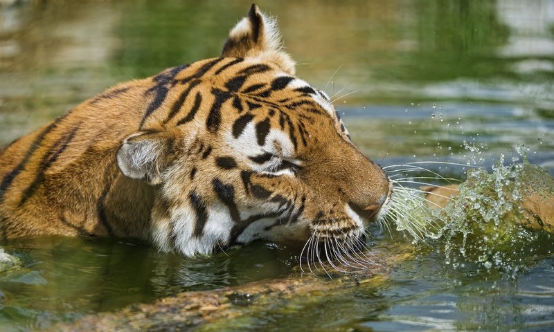 Обои тигр, морда, вода, водоем, брызги, купание, дикая кошка, tiger, face, water, pond, squirt, bathing, wild cat разрешение 3800x2353 Загрузить