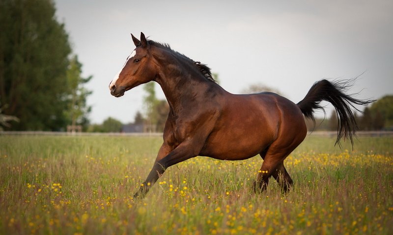 Обои лошадь, природа, лето, конь, horse, nature, summer разрешение 1920x1200 Загрузить