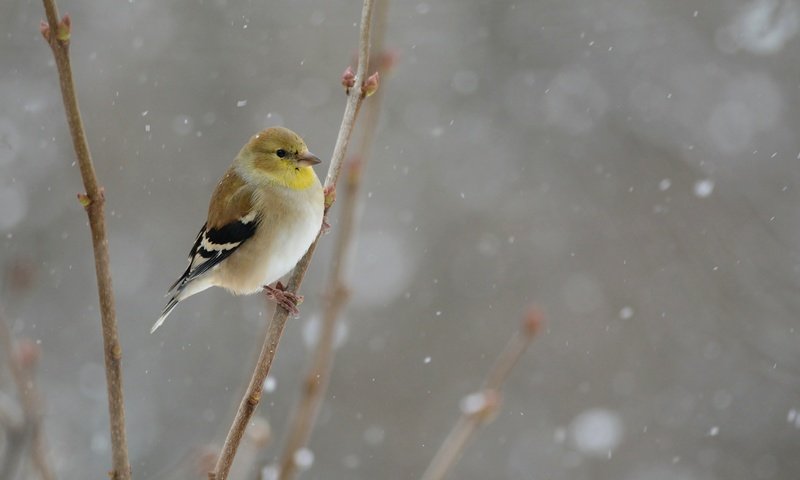 Обои снег, зима, птица, snowing, птаха, snow, winter, bird разрешение 5522x3628 Загрузить