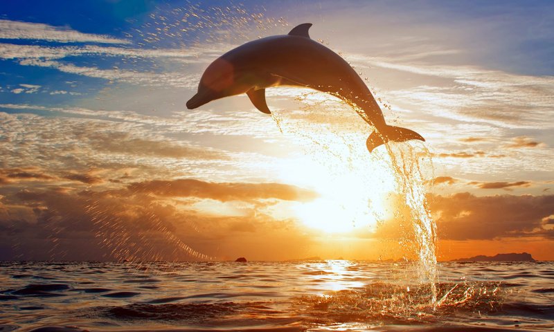 Обои дельфин, dolphin разрешение 4000x2518 Загрузить