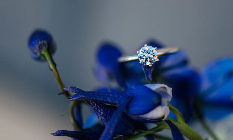 Обои цветы, лепестки, камень, кольцо, синие, обручальное, flowers, petals, stone, ring, blue, wedding разрешение 5224x3487 Загрузить