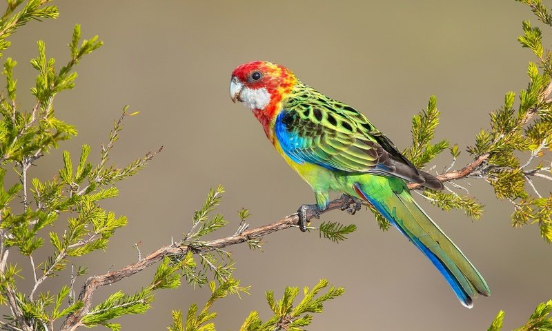 Обои ветка, птица, перья, попугай, яркий, branch, bird, feathers, parrot, bright разрешение 2048x1359 Загрузить