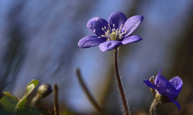 Обои макро, боке, печёночница, macro, bokeh, pechenocna разрешение 2048x1436 Загрузить