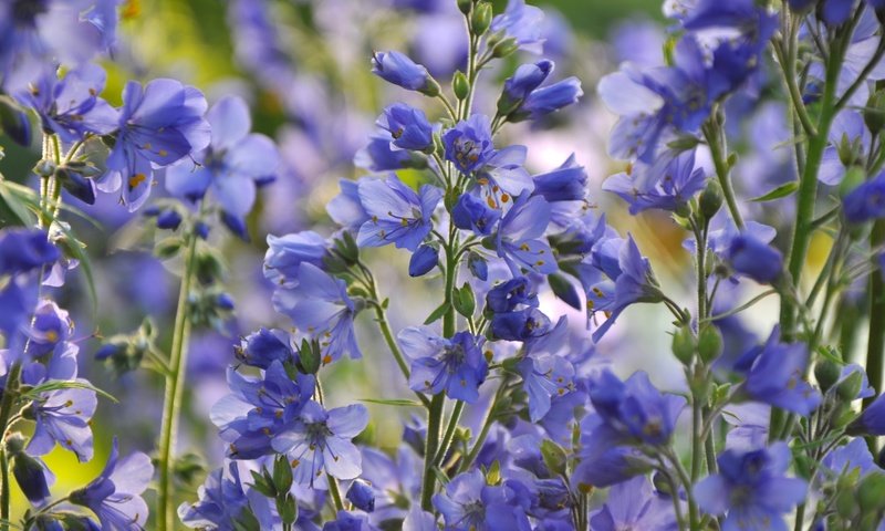 Обои цветы, макро, лепестки, стебли, синие, синюха, flowers, macro, petals, stems, blue разрешение 3000x1993 Загрузить