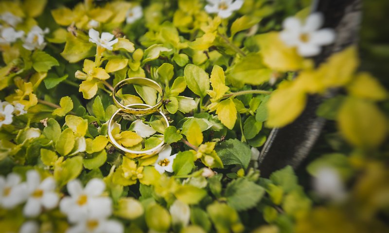 Обои цветы, листья, кольца, белые лепестки, flowers, leaves, ring, white petals разрешение 4787x3191 Загрузить