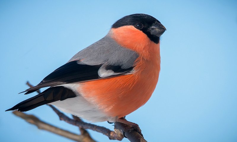 Обои птичка, снегирь, грудка, bird, bullfinch, breast разрешение 2036x1268 Загрузить