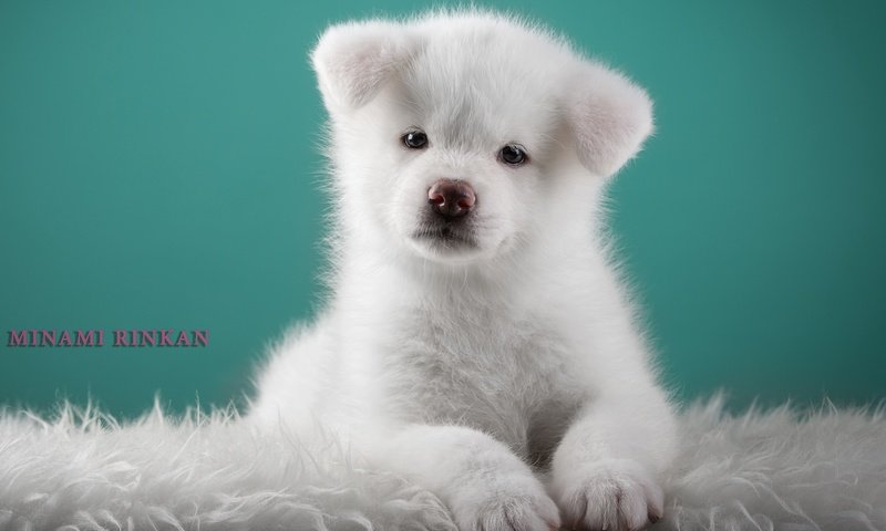 Обои белый, щенок, милый, японская акита, white, puppy, cute, japanese akita разрешение 3000x2008 Загрузить