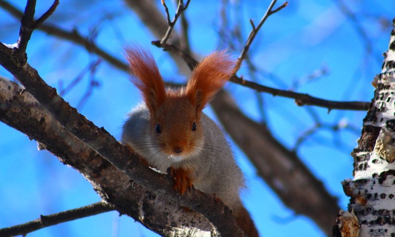 Обои небо, природа, дерево, ушки, белка, the sky, nature, tree, ears, protein разрешение 1920x1280 Загрузить