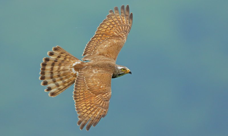 Обои полет, крылья, птица, взмах, grey-faced buzzard, butastur indicus, ястребиный канюк, flight, wings, bird, stroke, hawk buzzard разрешение 2048x1366 Загрузить