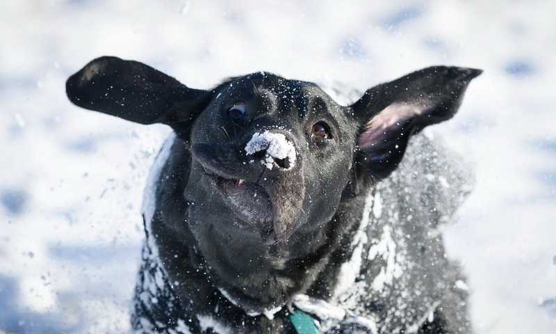 Обои снег, зима, взгляд, собака, друг, лабрадор, snow, winter, look, dog, each, labrador разрешение 2048x1363 Загрузить
