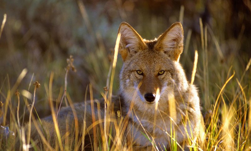 Обои трава, взгляд, сша, колорадо, койот, gunnison national park, grass, look, usa, colorado, coyote разрешение 1920x1080 Загрузить