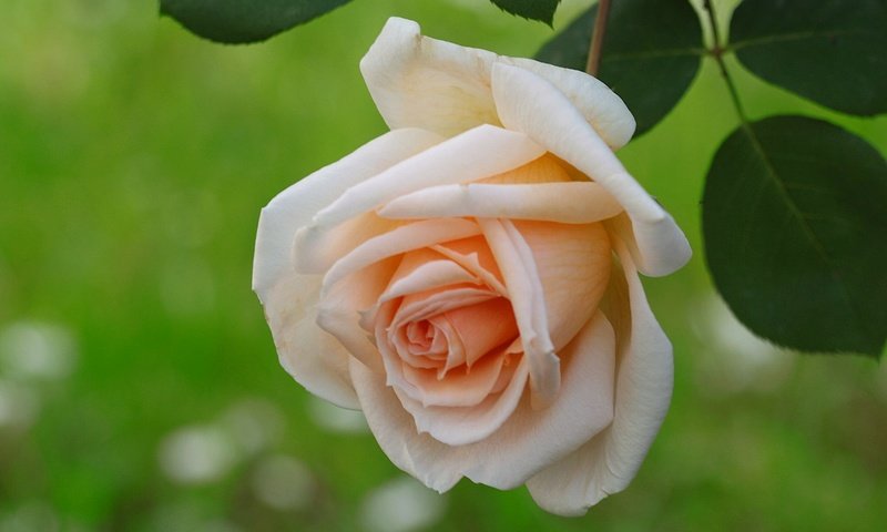 Обои макро, цветок, роза, бутон, macro, flower, rose, bud разрешение 2048x1287 Загрузить