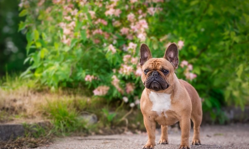 Обои собака, бульдог, французский бульдог, dog, bulldog, french bulldog разрешение 4844x3107 Загрузить