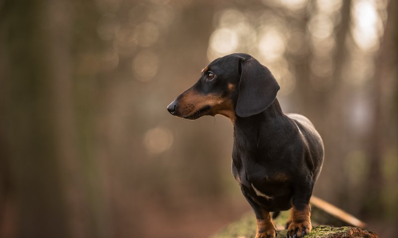 Обои взгляд, собака, друг, такса, jopie, davy, look, dog, each, dachshund разрешение 5346x3569 Загрузить