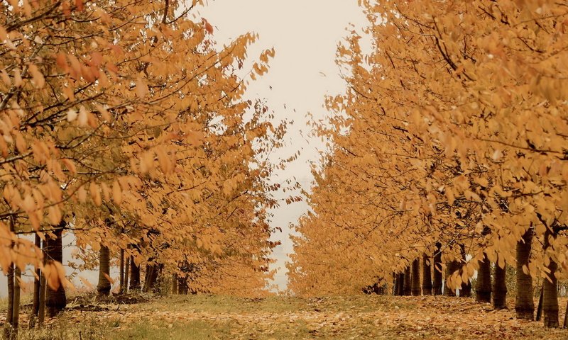 Обои деревья, природа, осень, trees, nature, autumn разрешение 1920x1080 Загрузить