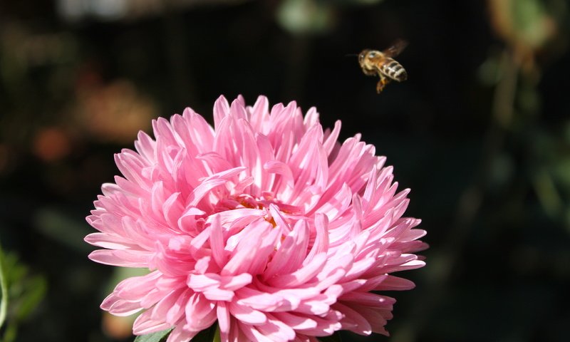 Обои макро, насекомое, цветок, пчела, розовая, хризантема, macro, insect, flower, bee, pink, chrysanthemum разрешение 4272x2848 Загрузить