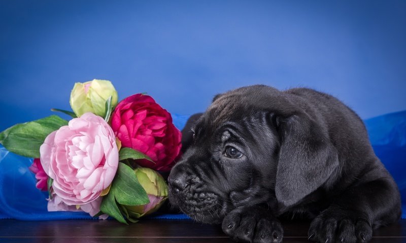 Обои цветы, щенок, кане-корсо, flowers, puppy, cane corso разрешение 3000x1984 Загрузить