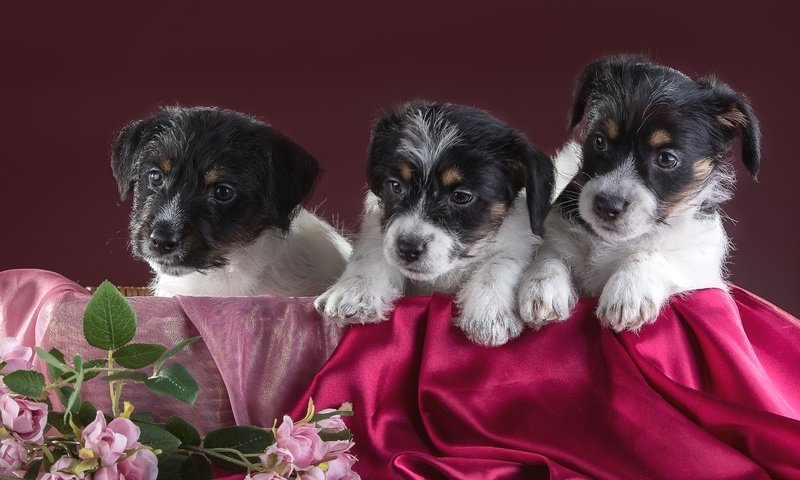 Обои цветы, щенки, трио, джек-рассел-терьер, flowers, puppies, trio, jack russell terrier разрешение 3000x1982 Загрузить