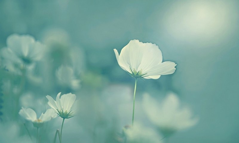 Обои цветы, солнце, космея, белые цветы, flowers, the sun, kosmeya, white flowers разрешение 1920x1280 Загрузить
