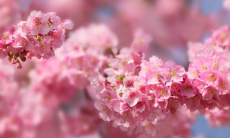 Обои макро, весна, розовый, вишня, сакура, macro, spring, pink, cherry, sakura разрешение 3000x2000 Загрузить