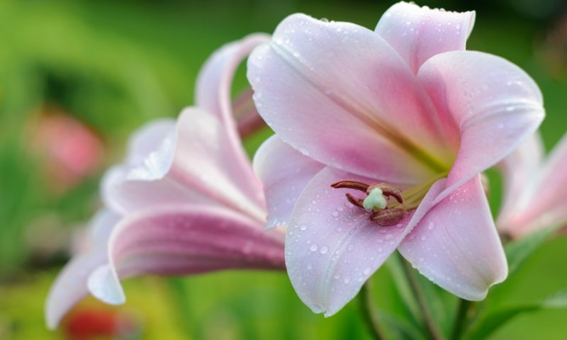 Обои цветы, макро, капли, розовые, нежность, лилии, flowers, macro, drops, pink, tenderness, lily разрешение 3000x1993 Загрузить