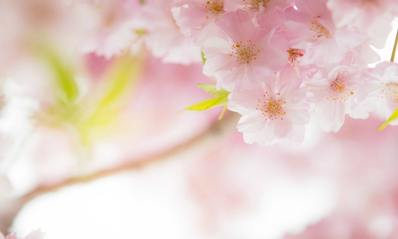 Обои макро, весна, розовый, вишня, сакура, нежность, macro, spring, pink, cherry, sakura, tenderness разрешение 2048x1362 Загрузить