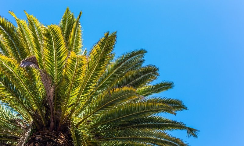 Обои небо, листья, пальма, the sky, leaves, palma разрешение 2880x1920 Загрузить